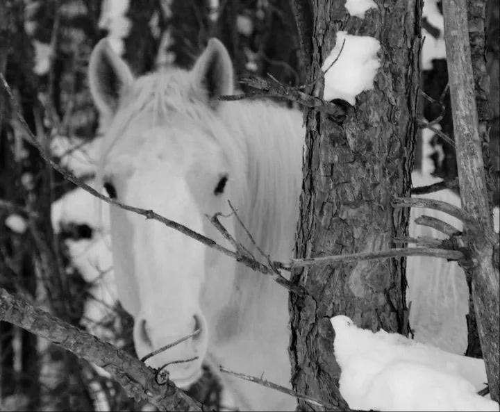 Winter in Western New York